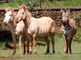 Two White Zebras Stand Next to a Common Zebra