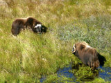 Buy Musk Oxen in the High Grass at Kangerlussuaq, Greenland at AllPosters.com
