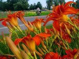 Buy A Bicyclist Passes a Stand of Orange Daylilies on US Route 2 in Grand Isle, Vermont, July 11, 2006 at AllPosters.com