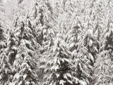 Heavy Snow Hangs on Trees Along Hurricane Ridge