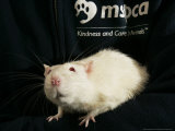 Roland, a One-Year-Old Domestic Rat, is Held at the Mspca in Boston Thursday, May 26, 2005