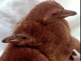 Two Baby Humboldt Penguin Chicks Take Comfort