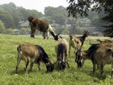 Buy San Clemente Goats and a Llama Graze in a Pasture at AllPosters.com