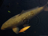 A Colorful Koi Swims Past a Floating Autumn Leaf