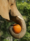 Buy Elephant Grabs a Pumpkin Treat Sunday, October 29, 2006, During Metroboo at Miami Metrozoo in Miami at AllPosters.com