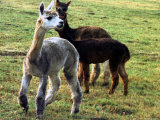Buy Sheared Alpacas Look Around Their Field August17, 2003, in Sandpoint, Idaho at AllPosters.com