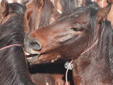Buy Wild Stallions Jostle and Spar as They are Held Together in a Small Pen at AllPosters.com
