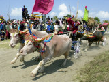 Balinese Riders Race Their Water Buffalos