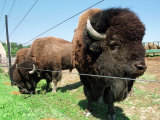 El Duque, Right, a 7-Year-Old Bison Weighing Nearly 2,000 Pounds, Contemplates His Share of Grain