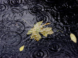 Floating Autumn Leaves are Seen in a Koi Pond