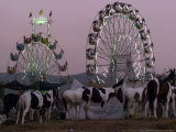 Buy A Breed of Horses Native to the State of Rajasthan, Rajasthan, India, November 7, 2003 at AllPosters.com