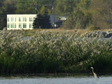 A Bird Hunts for Fish in Lake St. Clair