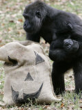 Sukari, an 8-Year-Old Mother Gorilla, Rummages Through a Trick or Treat Bag