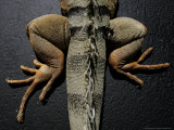 Shabango, an 8-Year-Old Iguana