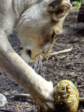 Buy Kutchani, a Female Lion Plays with a Pumpkin at Sydney's Taronga Zoo, October 31, 2005 at AllPosters.com