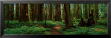 Buy Sequoias at AllPosters.com