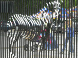 Buy A Zebra on the Front Gate of the 75-Year-Old Zoo in Warsaw, Poland,June 24, 2003 at AllPosters.com