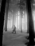 Vallombrosa: Cathedral of the Fir Tress