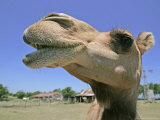 A Camel from Doug Baum's Herd is Shown in Valley Mills, Texas, Thursday, July 13, 2006