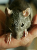 Twinkee, a 14-Week-Old Baby Domestic Rat, is Held at the Mspca in Boston Thursday, May 26, 2005