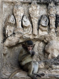 Buy A Young Long-Tailed Macaque Sits Alone While Enjoying a Treat at Wat Prang Sam Yot at AllPosters.com