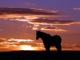 Buy A Wild Horse Lingers at the Edge of the Badlands Near Fryburg, N.D. at AllPosters.com