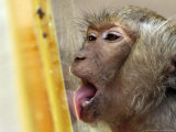 Buy A Long-Tailed Macaque Licks a Block of Frozen Bananas Sunday, November 26, 2006 at AllPosters.com