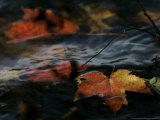 Colorful Maple Leaves Float Along the Shore of Pinchot Lake in Gifford Pinchot State Park