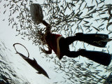 Buy A Diver in a Santa Clause Costume Feeds Fish as Part of a Christmas Event at AllPosters.com