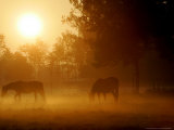 Horses Graze in a Meadow in Early Morning Fog in Langenhagen Near Hanover, Germany, Oct 17, 2006