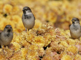Buy A Group of Sparrows Warm Themselves in the Noon Sun, in Lafayette Park Across from the White House at AllPosters.com