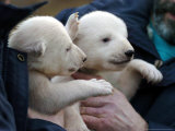 Buy Two 7 Weeks Old Polar Bear Cubs at AllPosters.com