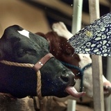 A Holstein Cow Drinks Rain Dripping off the Edge of an Umbrella at the Somerset County 4-H Fair