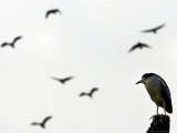 A Heron Rests on a Tree at a Zoo Dec. 26, 2005 in Shanghai, China