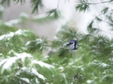 A Bluejay Peeks out from Snowy Pine Branches