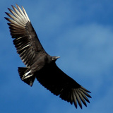 A Black Buzzard Flies Off