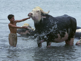 An Iraqi Boy Washes a Water Buffalo