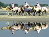 A Caravan of Racing Camels Return from a Morning Training Session
