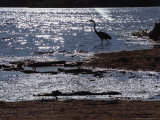 A Crane Looks for Food