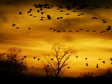 Sandhill Cranes are Silhouetted against a Fiery Sunset