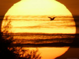 A White Egret Flies into Sunset in Kopacevo, Eastern Croatia
