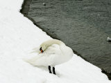 A Swan Cleans its Plumage on a Snow Covered Embankment