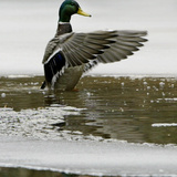 A Mallard Takes an Icy Bath