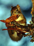 A Squirrel Hangs on as It Enjoys a Christmas Day Meal on the Mountain Path to Raven's Roost