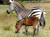 A Female Zebra Named Allison Frolicking with Her Foal