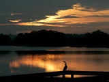 A Cormorant is Silhouetted Against the Waters of Lake Talquin