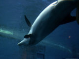 A Dolphin Swims Upside Down