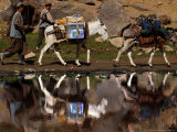 Two Donkeys Transports Ballot Boxes