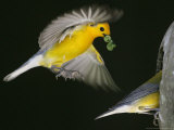 A Male Prothonotary Warbler