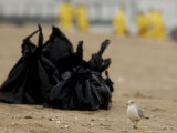 A Seagull Walks Past Refuse Bags Used to Collect Oil Blobs on the Beach